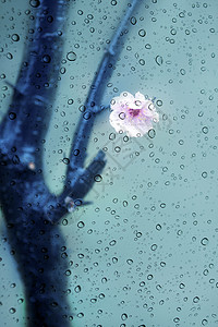 雨中桃花带水珠的窗外的桃花背景