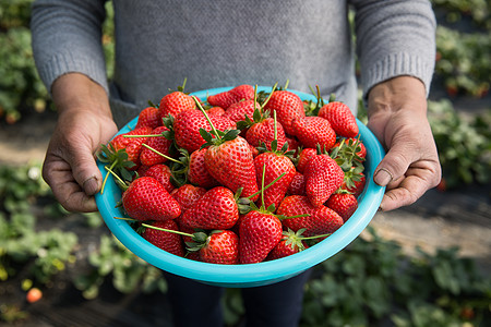 草莓丰收农夫端着一盆红色草莓背景