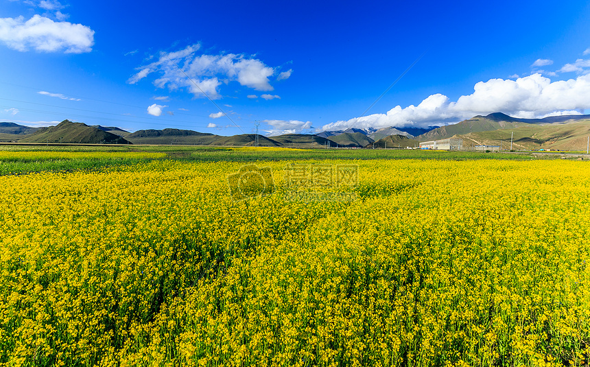 西藏高原油菜花图片