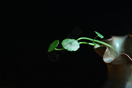 金钱草花草盆花儿高清图片