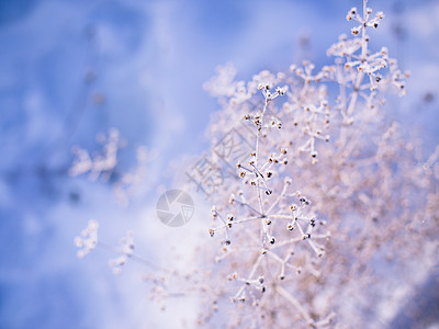 童话王子雾松冰雪童话背景