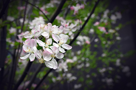 春天桃花白里透红高清图片