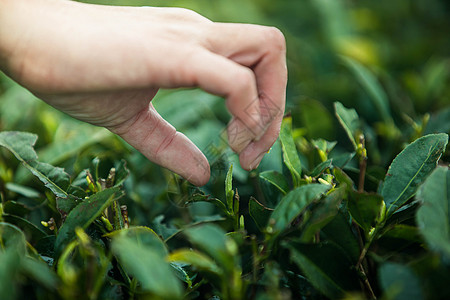 茶园老树发芽高清图片