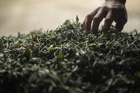 炒茶初春福鼎大山里面的茶叶背景