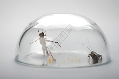 蚂蚱和蟋蟀图片