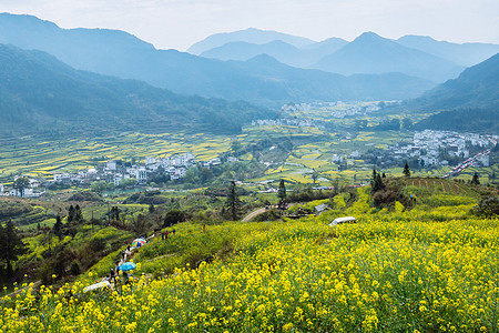 江西婺源漫山遍野的油菜花高清图片