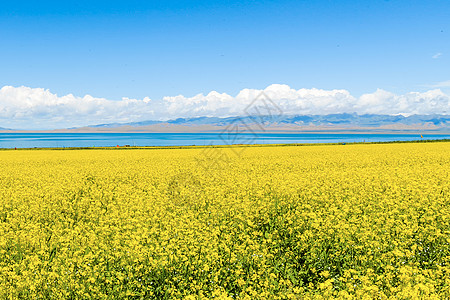 油菜花海罗平油菜花高清图片