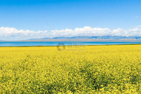 油菜花海图片