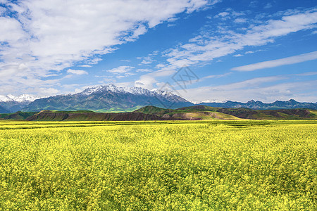 油菜花田云南罗平油菜花图片高清图片