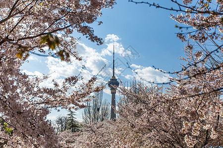 中央电视塔樱花节.风景如画背景