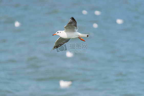 飞翔的海鸥图片