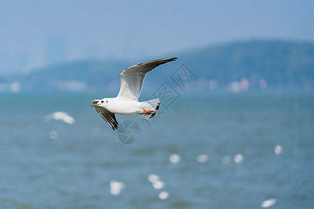 海鸥背景图片