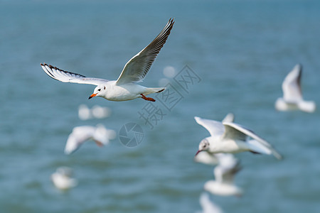 太湖鼋头渚风景区飞翔的海鸥背景