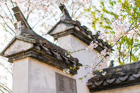 太湖鼋头渚风景区无锡鼋头渚樱花背景