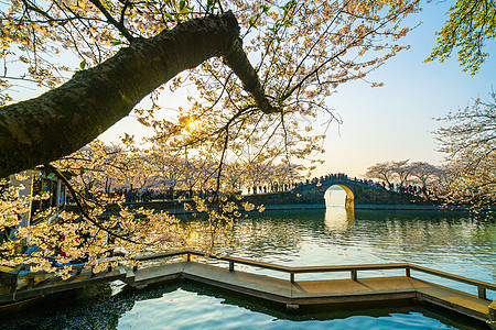 太湖鼋头渚风景区无锡鼋头渚樱花背景