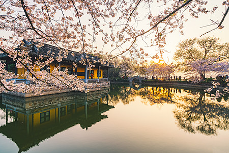 太湖鼋头渚风景区无锡鼋头渚樱花背景