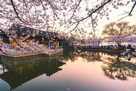 背景虚化无锡鼋头渚樱花背景