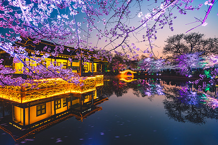 夜樱花无锡鼋头渚樱花背景