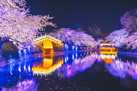 夜樱花无锡鼋头渚樱花背景