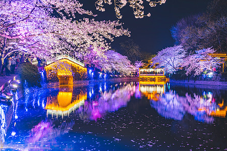 夜樱花无锡鼋头渚樱花背景