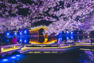 无锡鼋头渚樱花图片