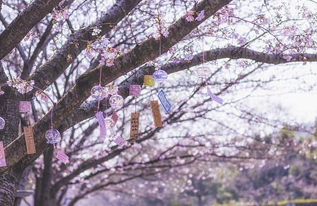 日系风铃风铃樱花背景