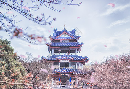 花瓣飞舞赏樱阁赏樱背景