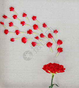 红色康乃馨花瓣图片
