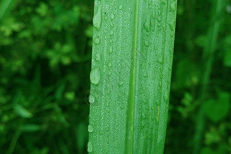 绿草上的露水高清图片