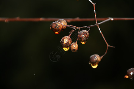 寒雨露珠黄色的露珠高清图片