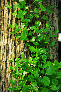 春天公园的绿意藤蔓背景图片