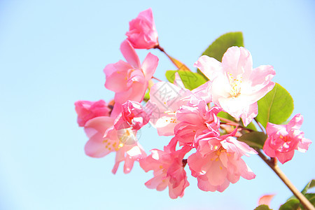 春天粉色的樱花图片
