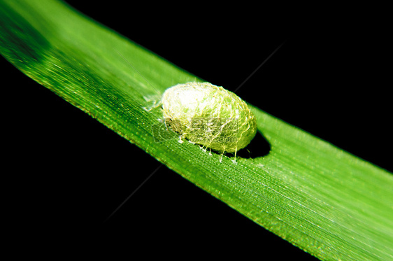 绿叶上的虫茧