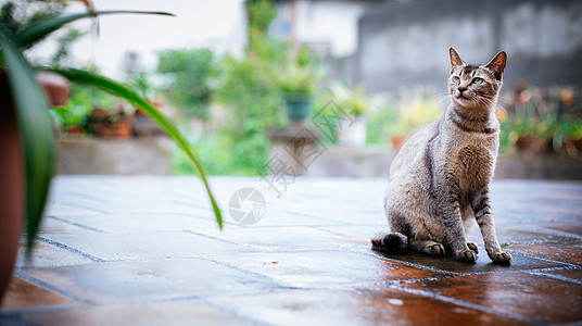 猫猫背景素材高清图片