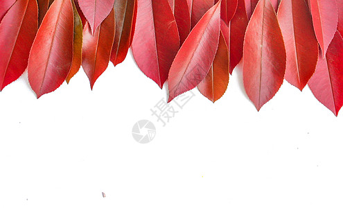 红色叶子红色的叶子白景高清图片