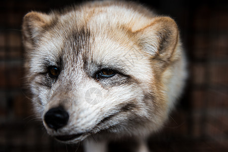 狐狸清晰的狐狸头像图片