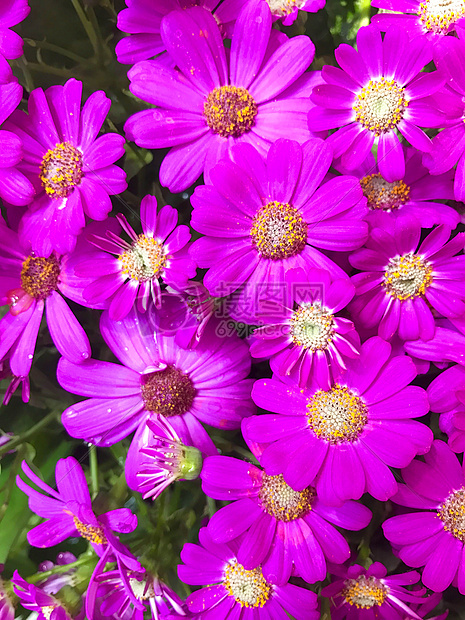 粉色瓜叶菊图片