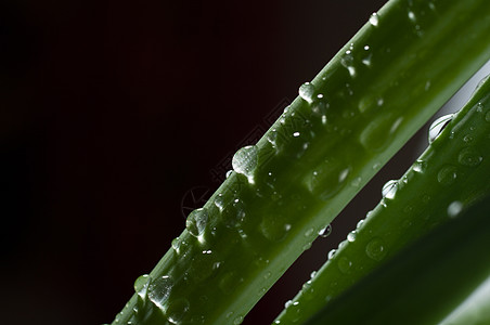 水滴芦荟盆栽高清图片