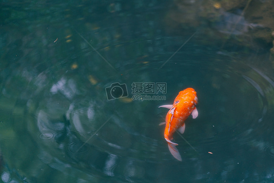 水池游动鲤鱼图片