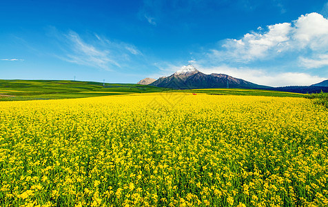 黄色夏天雪山油菜花海背景