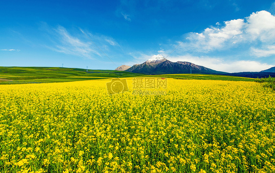 雪山油菜花海图片