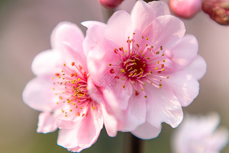 春季玉渊潭公园樱花节背景