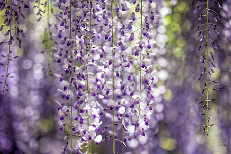 一串串紫藤花紫藤花背景