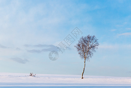 白雪中的大树图片