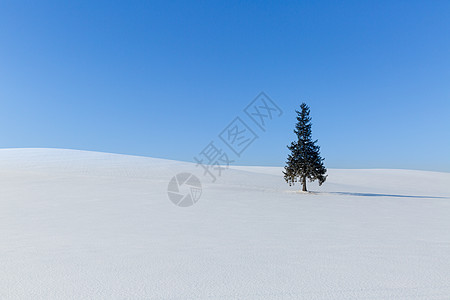 一颗松树沙漠里的一颗树背景