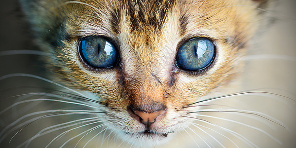 猫眼动物猫眼高清图片