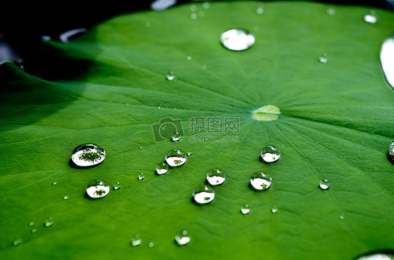 荷叶与水珠图片