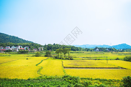 黄色麦田稻田背景