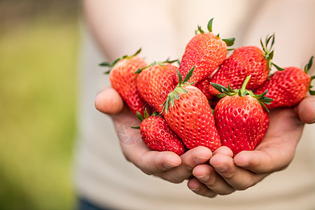 草莓丰收美味的红色草莓背景