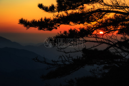 母女剪影黄山落日松树剪影背景